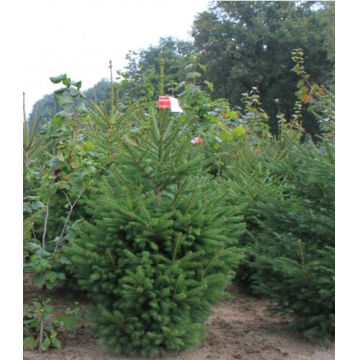 Ель Abies (кадка)