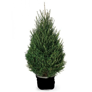 Ель Abies (кадка)